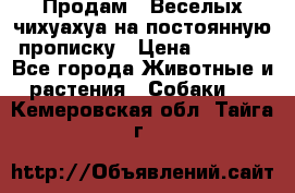 Продам.  Веселых чихуахуа на постоянную прописку › Цена ­ 8 000 - Все города Животные и растения » Собаки   . Кемеровская обл.,Тайга г.